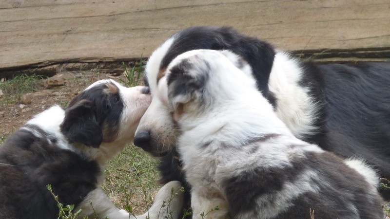 chiot Berger Australien Magic river song